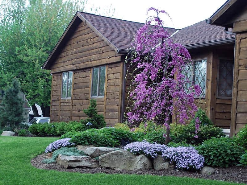 A weeping redbud in a stone-retained bed highlights the entry experience.