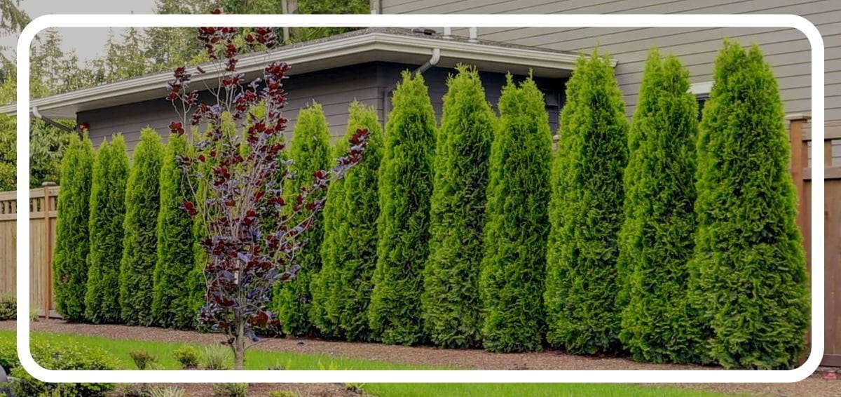 arborvitae privacy hedge