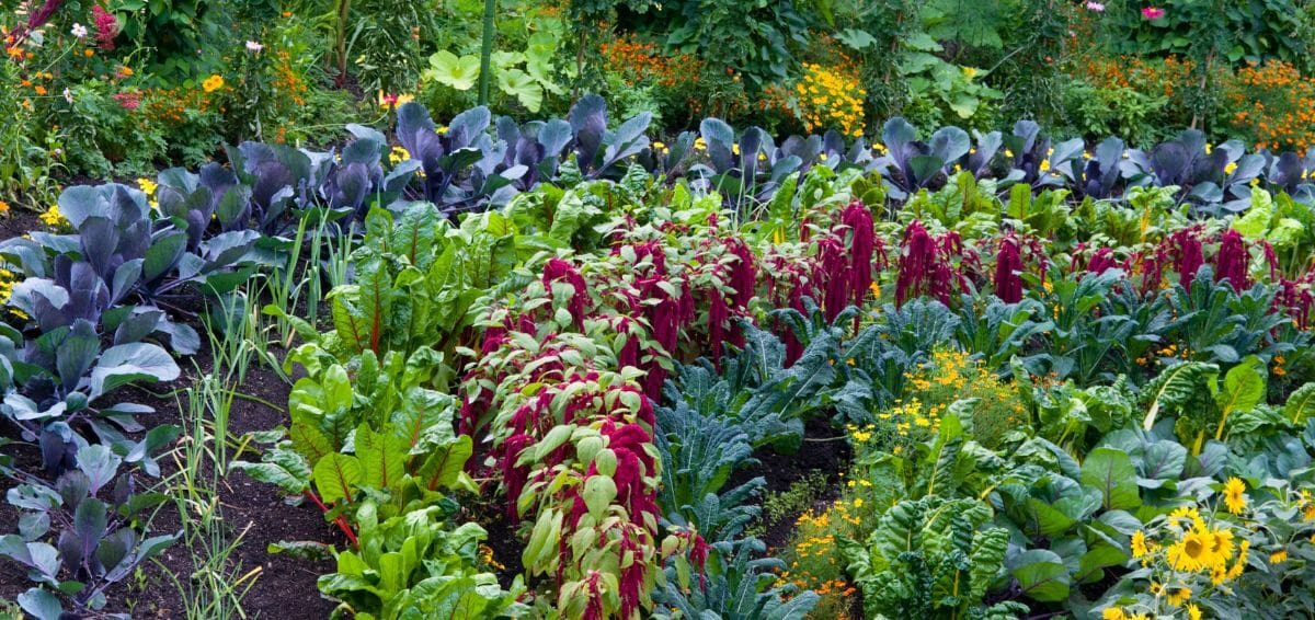 edible landscape garden