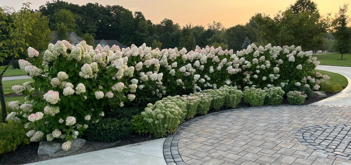 heirloom hydrangeas