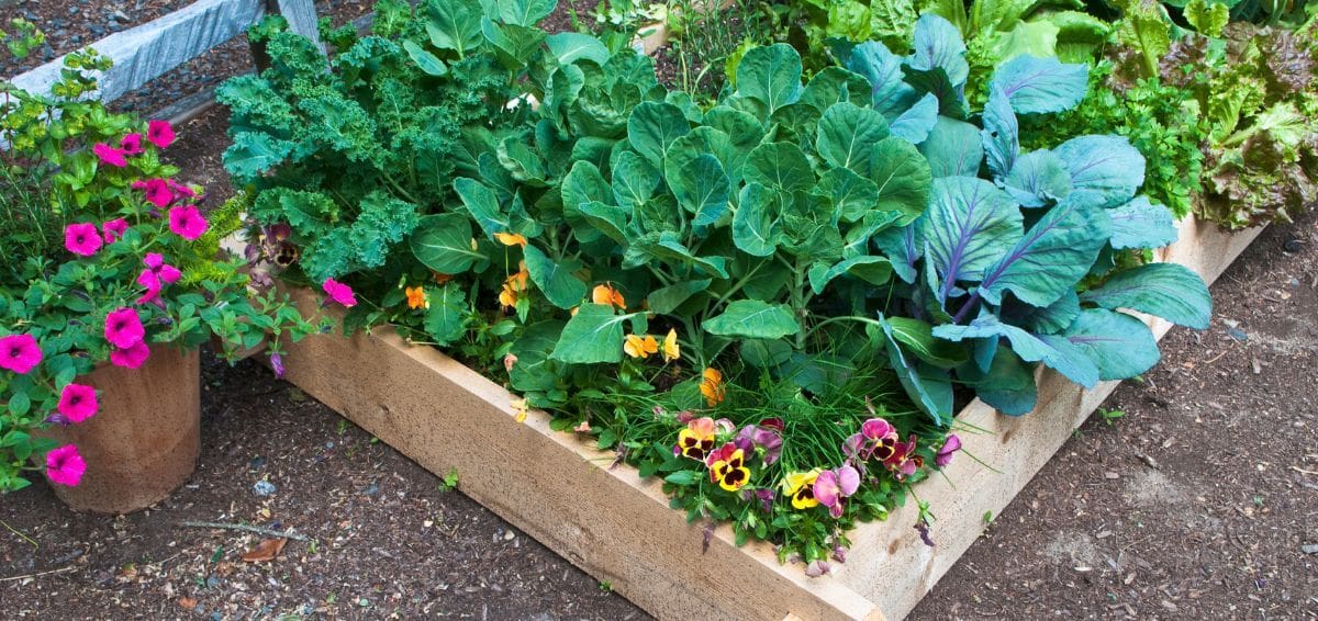 vegetable garden