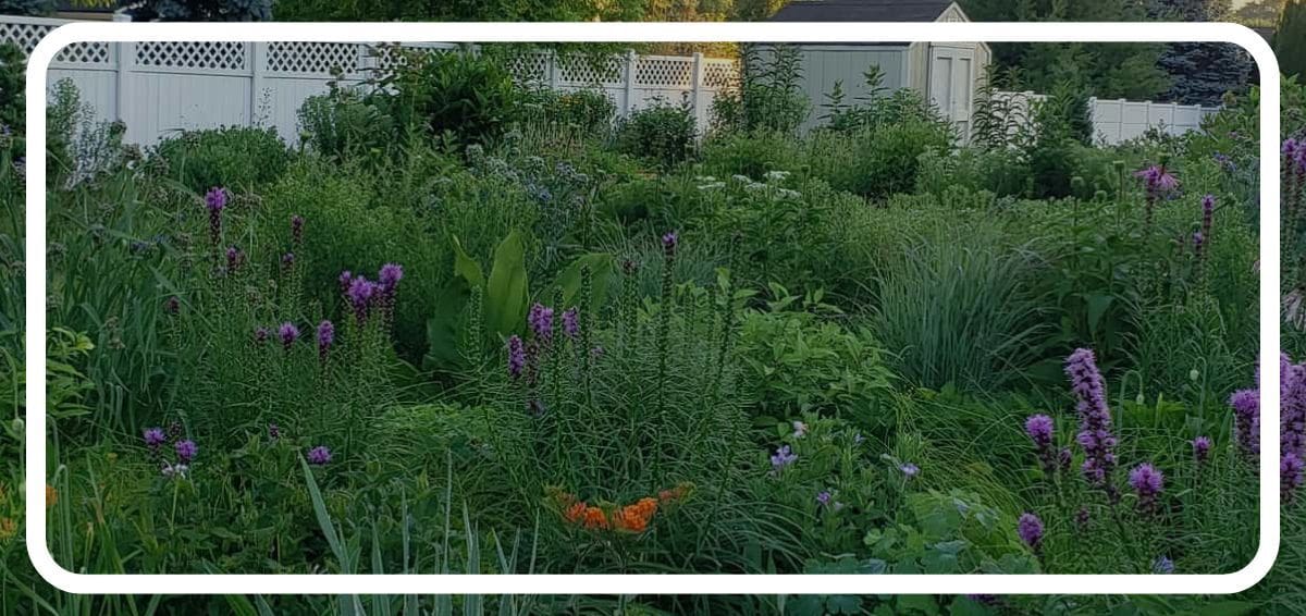 an established pollinator garden