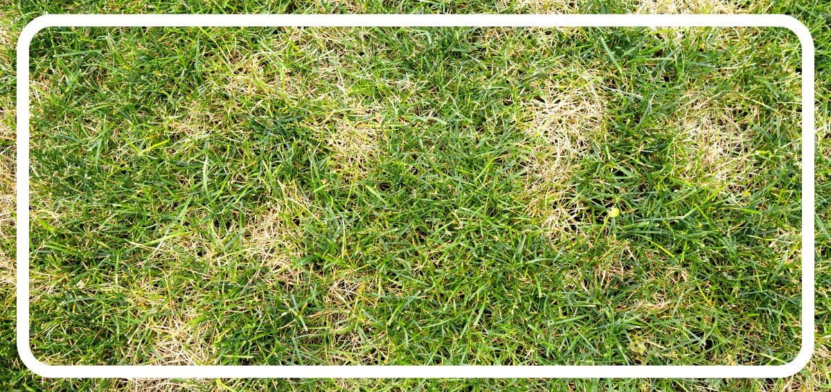 heat-stressed grass