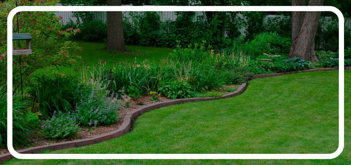 lawn in summer