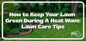 How to Keep your Lawn Green During a Heat Wave: Lawn Care Tips article title image