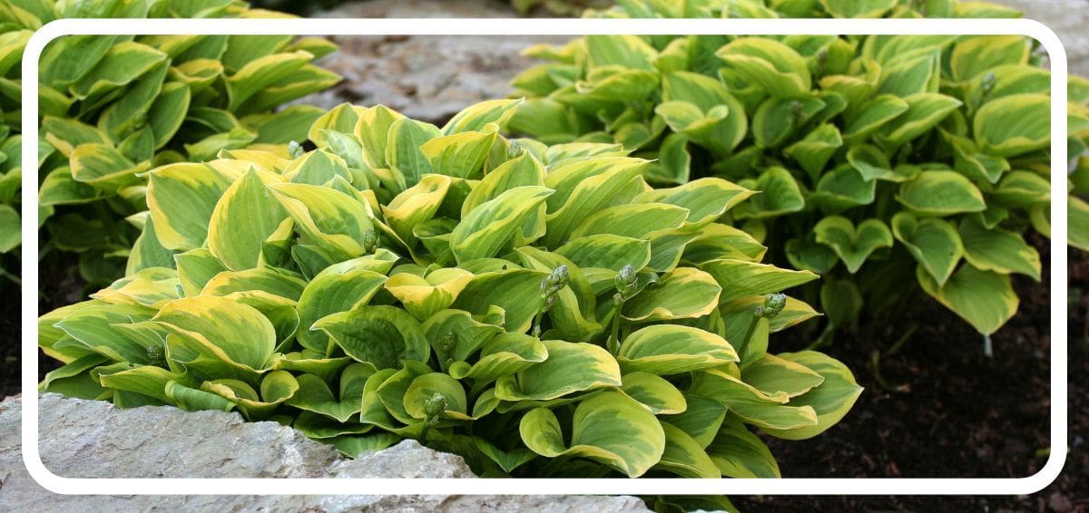 hostas