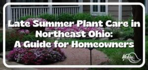late-summer-plant-care-article-title-over-garden-image