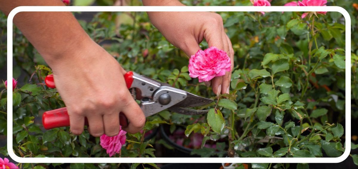 pruning bushes
