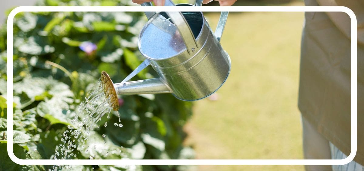 watering plants