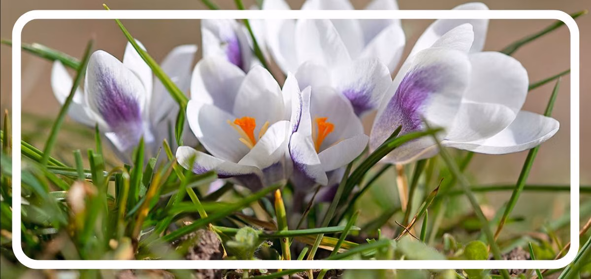 crocuses blooming