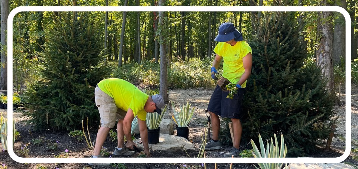 Landscapers planting Landscapers planting