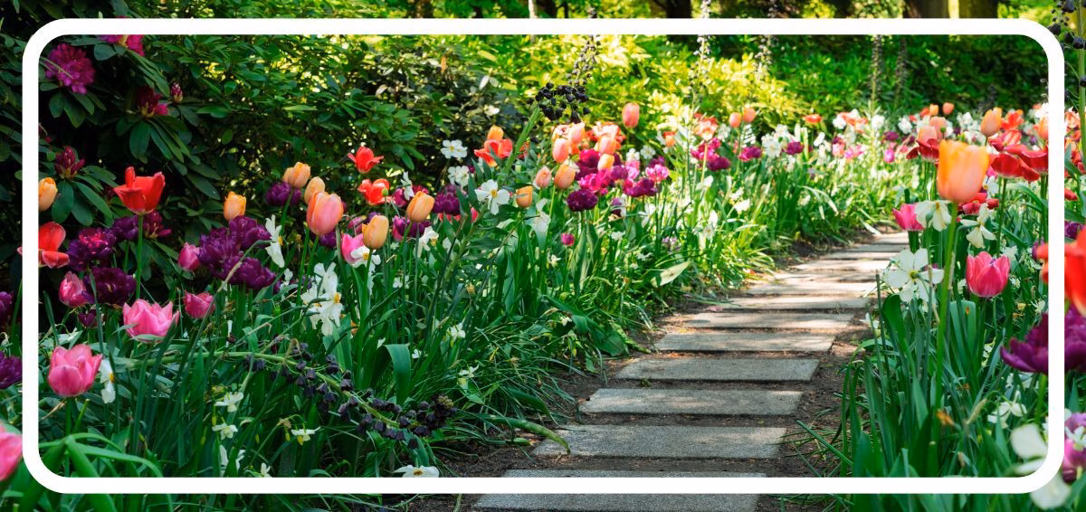 path lined with tulips