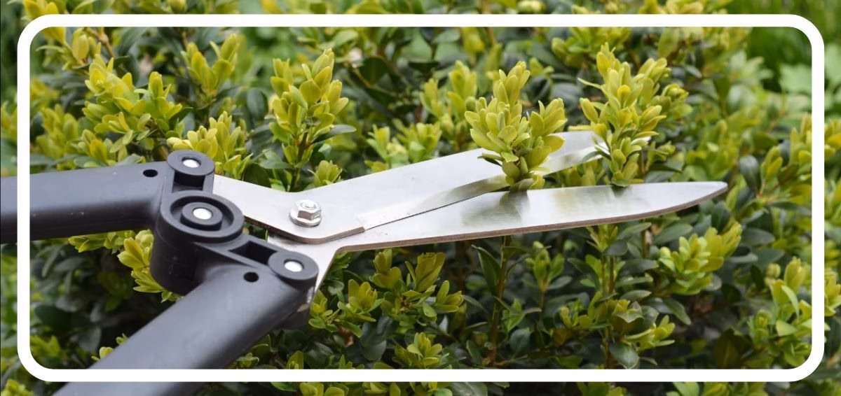 Pruning a shrub with sharp, clean shears
