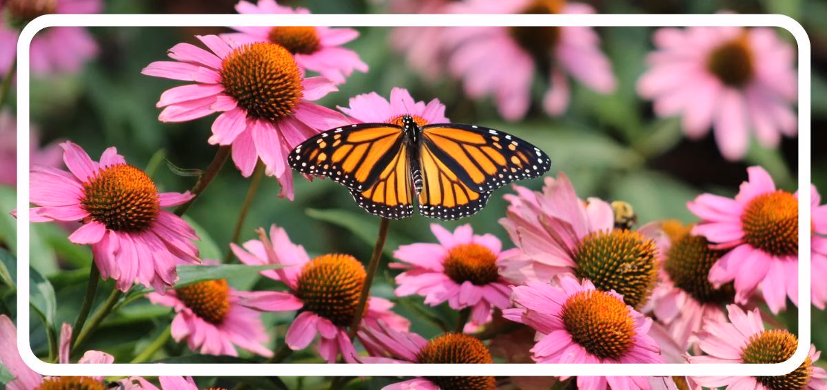 Purple coneflower with butterfly