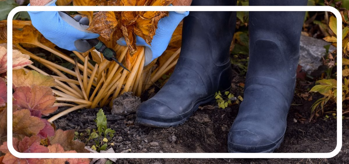 fall pruning fall pruning