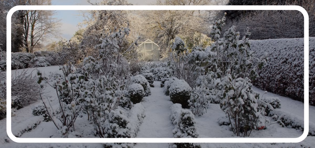 garden in winter winter garden