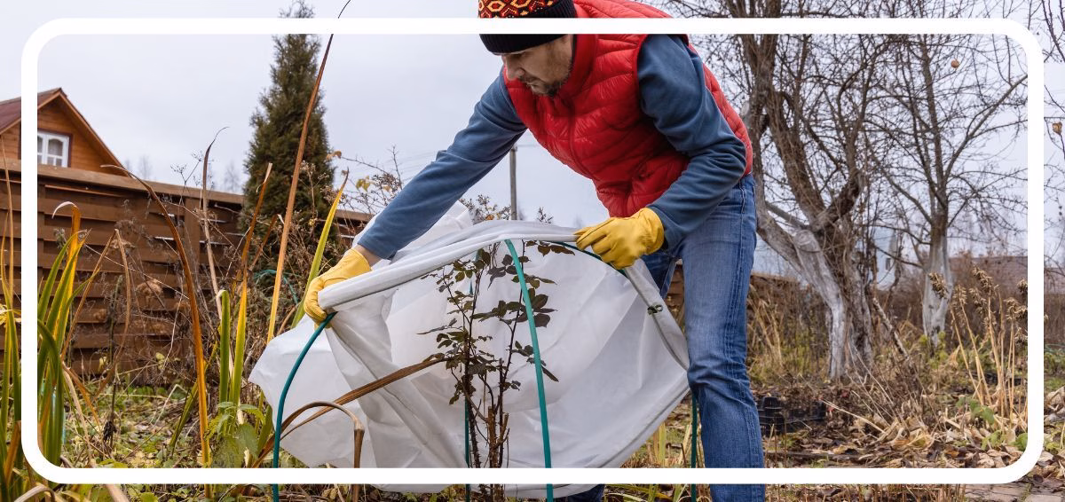 tree protection winter tree protection
