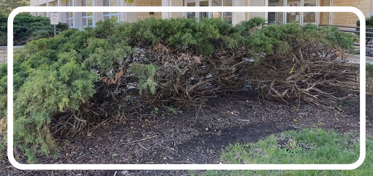 damaged hedges hedge pruned incorrectly