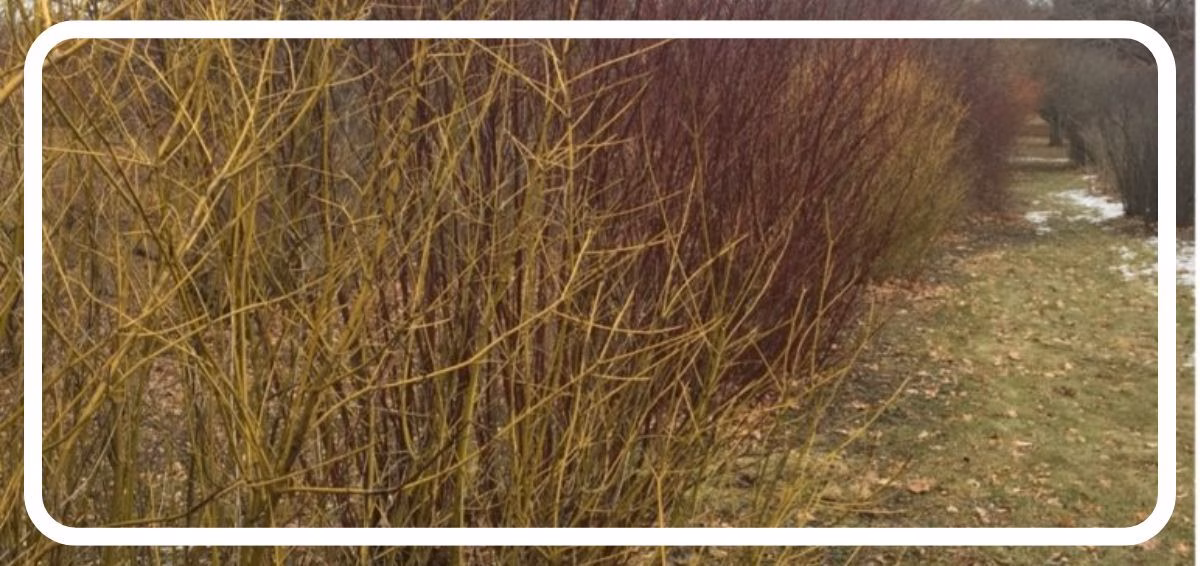 dormant shrubs