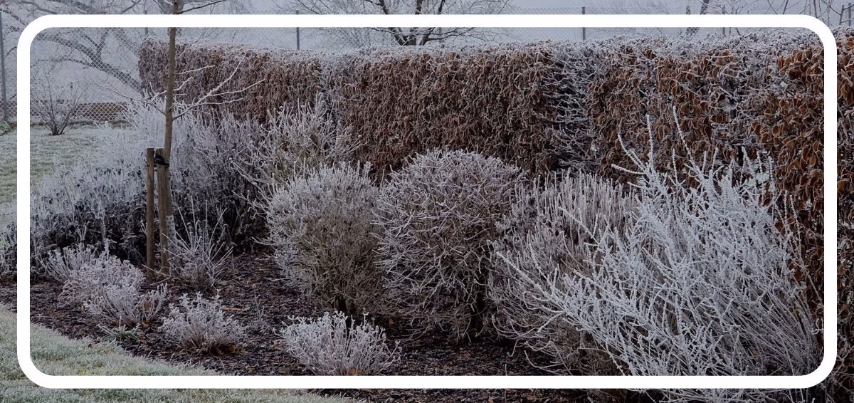 garden in winter