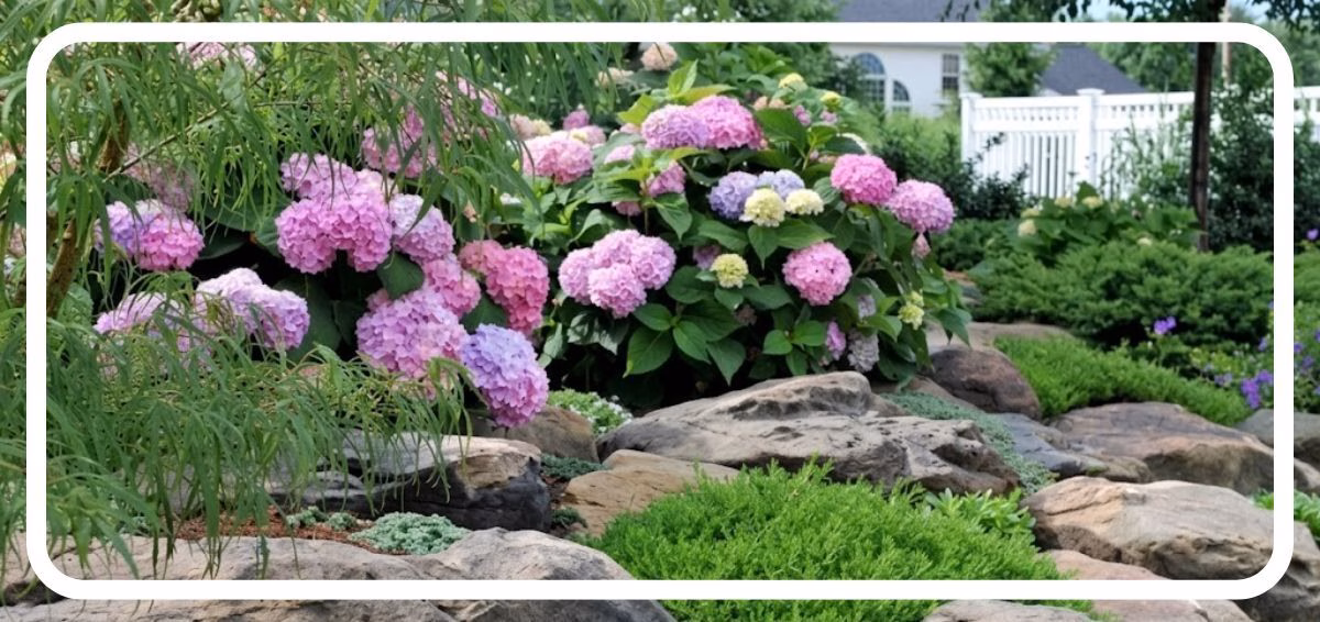 blooming hydrangeas
