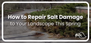 picture of salt damaged hedge with article title overlaid