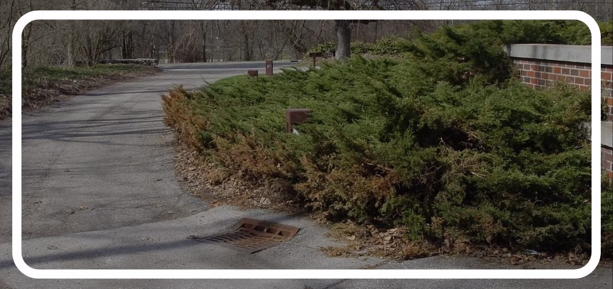 salt-damaged hedges