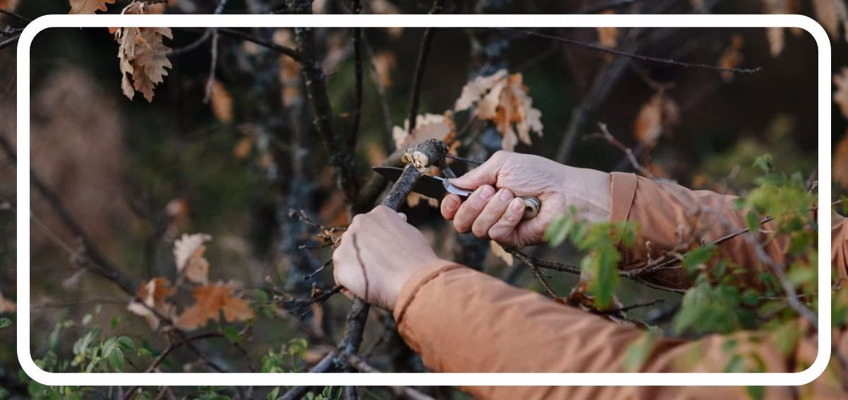 pruning during spring cleanup