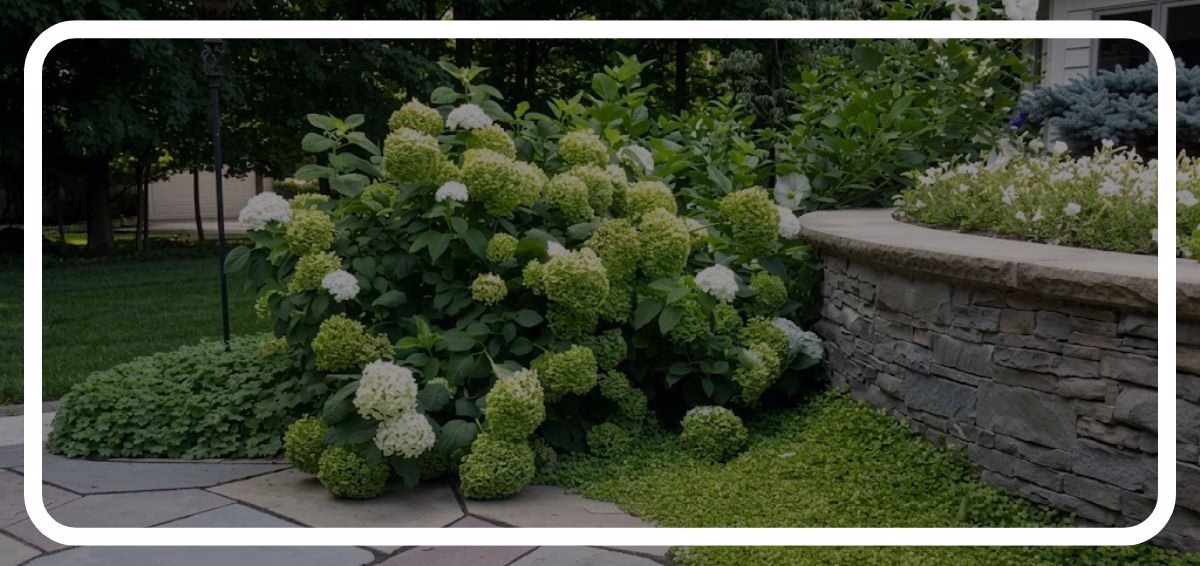 Hydrangea Blooming hydrangea blooming
