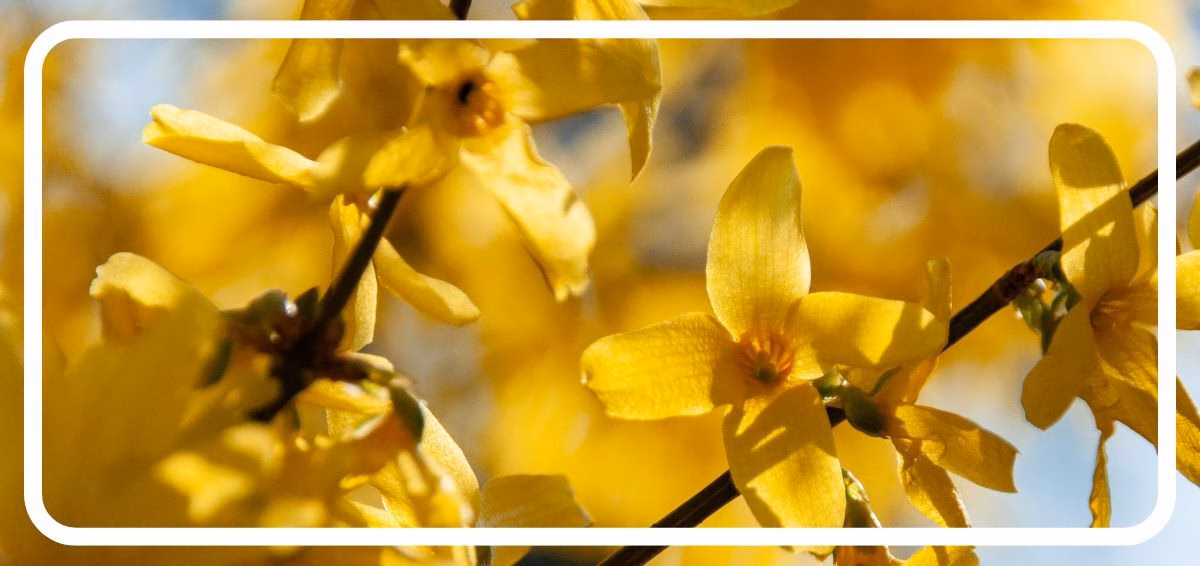 Forsythia forsythia