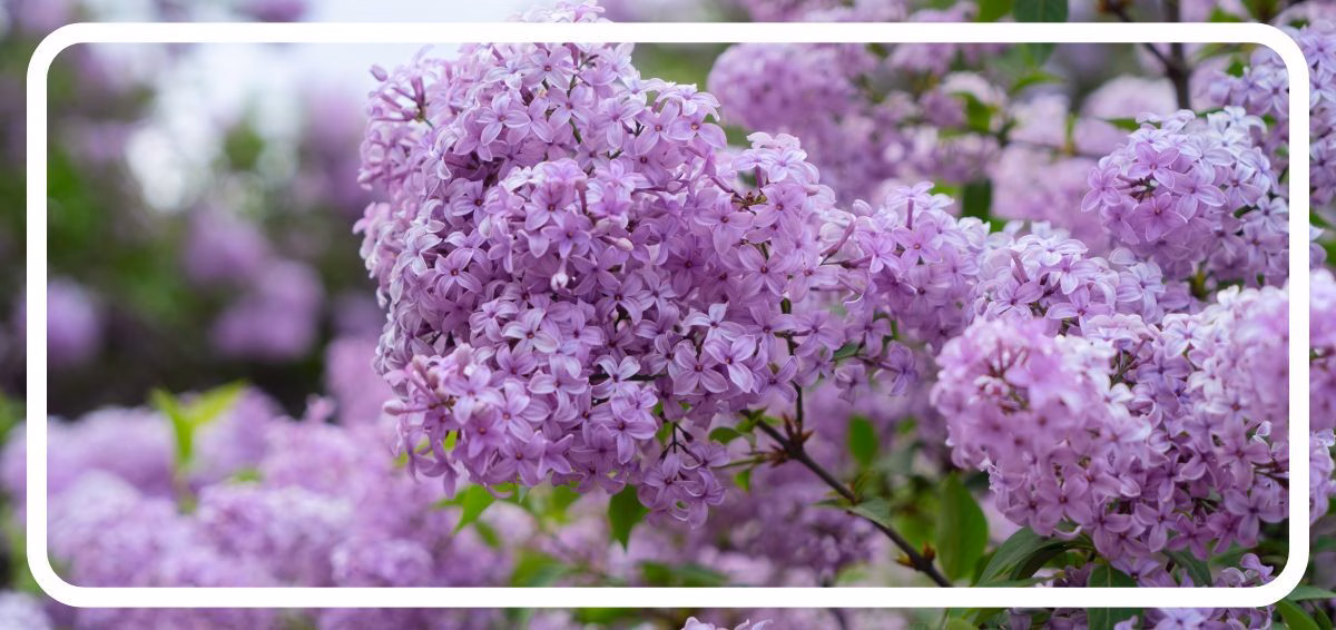 Lilac (2) lilac