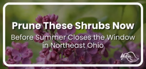 purple flowering shrub with article title overlaid