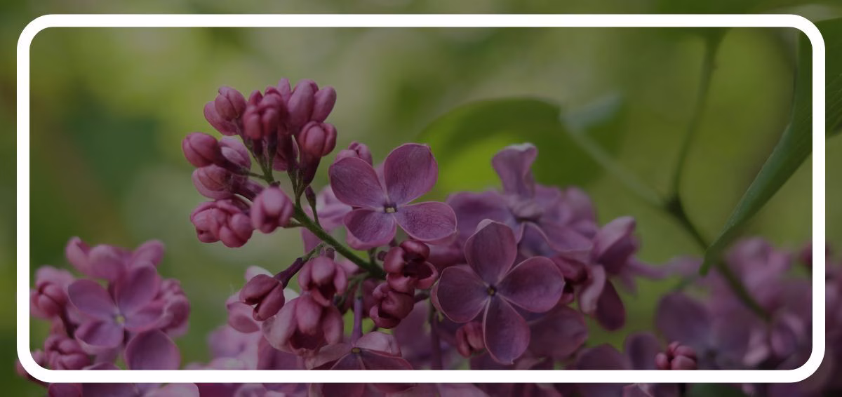 Summer Pruning - no text purple flowering shrub