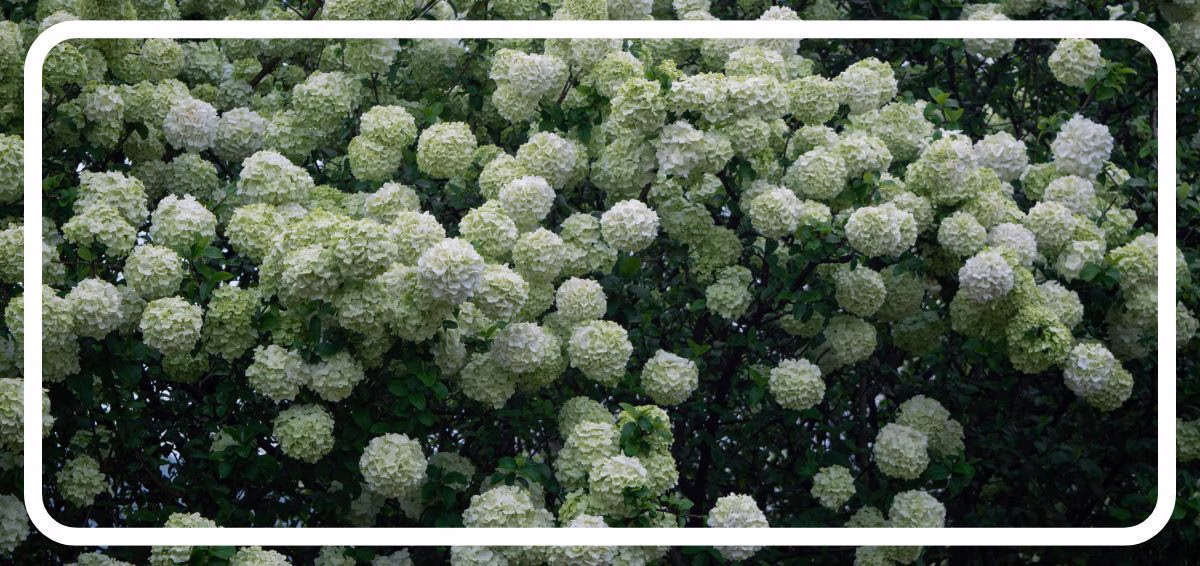 Viburnum (2) viburnum