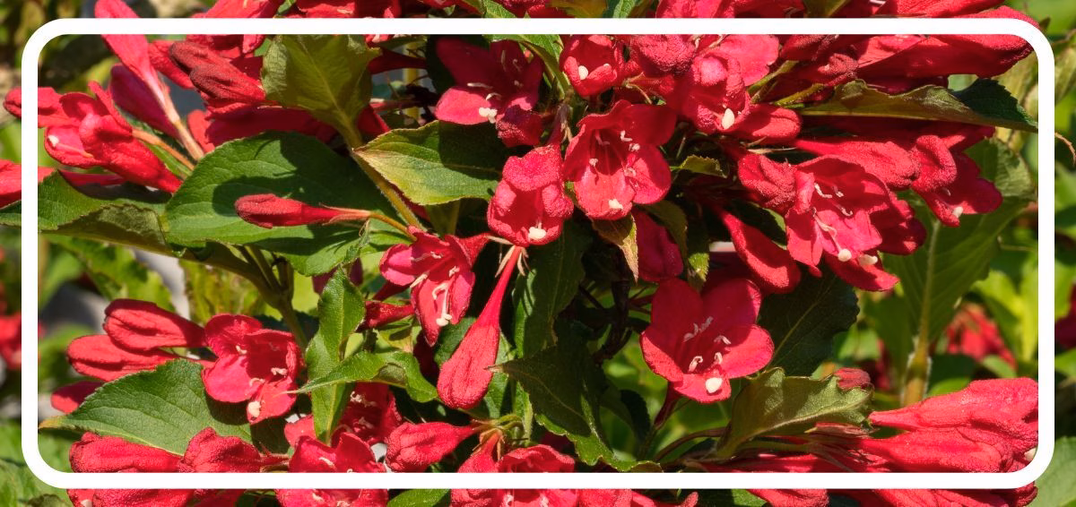Weigela (2) weigela